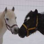 Sous la neige